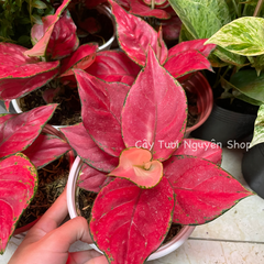 CÂY LỘC SON (VẠN LỘC ĐỎ), (cao 15cm), cây cảnh Trong nhà, kiểng lá mini để bàn Văn phòng đẹp, hợp Phong thuỷ, GIÁ RẺ, lọc không khí, Cây Tươi Nguyên CTN1250