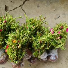 CÂY HOA MƯỜI GIỜ BÓ 50 CÂY ,(cao 15cm), Cây cảnh, dễ trồng GIÁ RẺ, nở quanh năm, Cây Tươi Nguyên CTN0540