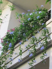 CÂY HOA THANH XÀ ,(cao 20cm), Hoa giống cảnh sân vườn, ban công, dễ trồng GIÁ RẺ, nở quanh năm, Cây Tươi Nguyên CTN1550