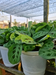 CÂY ĐUÔI CÔNG Đốm xanh, (cao 35cm), cây phong thủy hút tài lộc để bàn mini GIÁ RẺ, lọc không khí, Cây Tươi Nguyên CTN0080