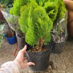 CÂY TRẮC BÁCH DIỆP, (cao 30cm), cây phong thủy hút tài lộc để bàn mini GIÁ RẺ, lọc không khí, Cây Tươi Nguyên CTN0740