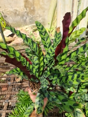 CÂY ĐUÔI PHỤNG ĐỎ, (cao 35cm), cây phong thủy hút tài lộc để bàn mini GIÁ RẺ, lọc không khí, Cây Tươi Nguyên CTN0030