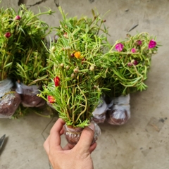 CÂY HOA MƯỜI GIỜ BÓ 50 CÂY ,(cao 15cm), Cây cảnh, dễ trồng GIÁ RẺ, nở quanh năm, Cây Tươi Nguyên CTN0540