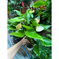 CÂY HỒNG MÔN (HOA MÀU HỒNG NHẠT), (cao 30cm), cây cảnh Trong nhà, kiểng lá mini để bàn Văn phòng đẹp, GIÁ RẺ, lọc khí