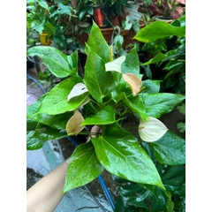 CÂY HỒNG MÔN (HOA MÀU HỒNG NHẠT), (cao 30cm), cây cảnh Trong nhà, kiểng lá mini để bàn Văn phòng đẹp, GIÁ RẺ, lọc khí