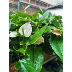 CÂY HỒNG MÔN (HOA MÀU HỒNG NHẠT), (cao 30cm), cây cảnh Trong nhà, kiểng lá mini để bàn Văn phòng đẹp, GIÁ RẺ, lọc khí