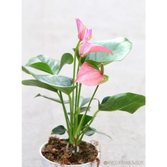 CÂY HỒNG MÔN (HOA MÀU HỒNG NHẠT), (cao 30cm), cây cảnh Trong nhà, kiểng lá mini để bàn Văn phòng đẹp, GIÁ RẺ, lọc khí