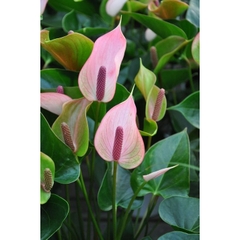 CÂY HỒNG MÔN (HOA MÀU HỒNG NHẠT), (cao 30cm), cây cảnh Trong nhà, kiểng lá mini để bàn Văn phòng đẹp, GIÁ RẺ, lọc khí