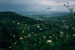 PHÚ YÊN _ HOA VÀNG TRÊN CỎ XANH