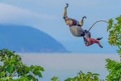 CÙ LAO CHÀM _ LẶN NGẮM SAN HÔ