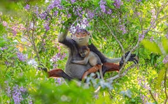 CÙ LAO CHÀM _ LẶN NGẮM SAN HÔ