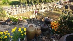 PHÚ YÊN _ HOA VÀNG TRÊN CỎ XANH