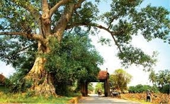 CITY TOUR HA NOI ( DUONG LAM ANCIENT VILLAGE )