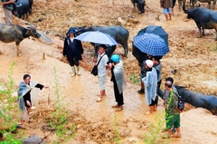 SAPA - CHỢ CÁN CÁU _ SAPA ( DAY TOUR )