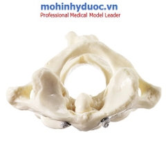 Mô hình đốt sống cổ thứ nhất và thứ hai (Atlas và trục) SOMSO