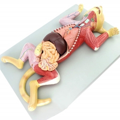 Mô hình giải phẫu mèo