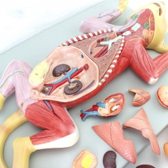 Mô hình giải phẫu mèo