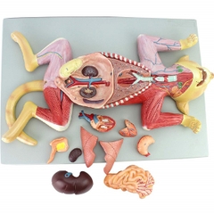 Mô hình giải phẫu mèo