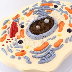 Mô hình giải phẫu tế bào động vật