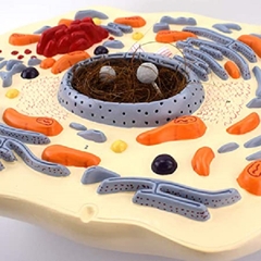 Mô hình giải phẫu tế bào động vật