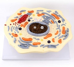 Mô hình giải phẫu tế bào động vật