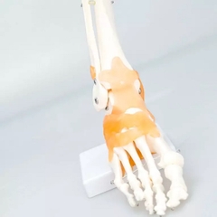 Mô Hình Khớp Cổ Chân có dây chằng, kích thước thực tế tỷ lệ 1:1