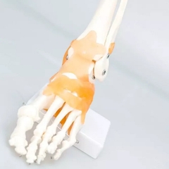Mô Hình Khớp Cổ Chân có dây chằng, kích thước thực tế tỷ lệ 1:1