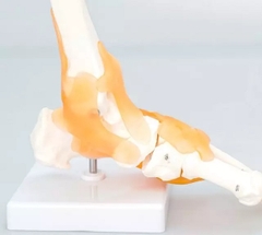 Mô Hình Khớp Cổ Chân có dây chằng, kích thước thực tế tỷ lệ 1:1
