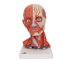 Mô Hình Hệ Cơ Xương Đầu Mặt Cổ – 1000214 – 3B Scientific