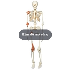 MÔ HÌNH XƯƠNG NGƯỜI