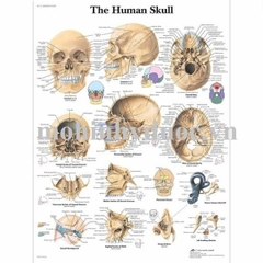 Tranh Giải Phẫu Hộp Sọ Mặt Trước, Mặt Sau – 1001478 – 3B Scientific