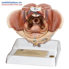 Mô hình xương chậu nữ với các cơ quan và cơ bắp SOMSO