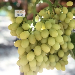 Nho Khô Thập Cẩm Sunview Mỹ 425g Jumbo Size Chính Hãng Nguyên Lon Nhập Khẩu Chính Ngạch Mỹ- Oleaf