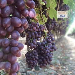 Nho Khô Thập Cẩm Sunview Mỹ 425g Jumbo Size Chính Hãng Nguyên Lon Nhập Khẩu Chính Ngạch Mỹ- Oleaf