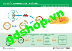 Sơ đồ các bước tạo dòng DNA tái tổ hợp