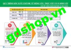 Sơ đồ quy trình sản xuất enzyme từ động vật, thực vật và vi sinh vật