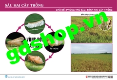 Sâu hại cây trồng