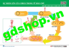 Sơ đồ sự nhân lên của virus trong tế bào chủ