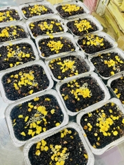 Cơm lứt mix 12 hạt (combo 2 gói)