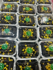 Cơm lứt mix 12 hạt (combo 2 gói)