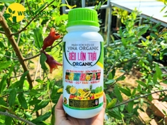 Siêu Lớn Trái USA