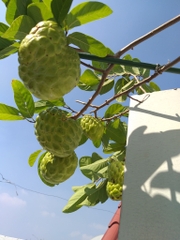 Na Thái (Hoàng Hậu)