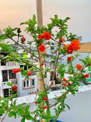 Lựu Đỏ Ấn Độ