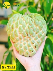 Na Thái (Hoàng Hậu)