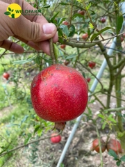 Lựu Đỏ Ấn Độ