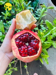 Lựu Đỏ Ấn Độ