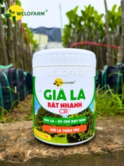 Già Lá Rất Nhanh