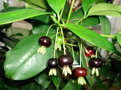 Cây Cherry Brazil