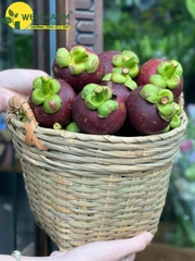 Măng Cụt Ghép