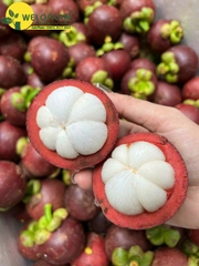 Măng Cụt Ghép